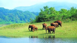 Thekkady, Kerala: Gateway to Wildlife and Spice Plantations