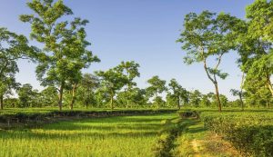Jorhat