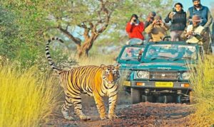  Ranthambore