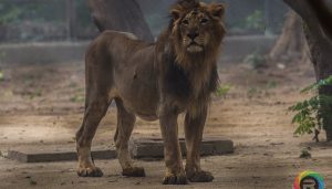 Sanjay Gandhi Biological Park