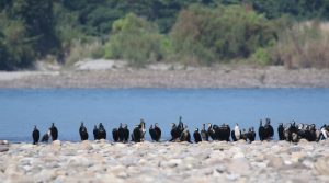 Bura-Chapori Wildlife Sanctuary