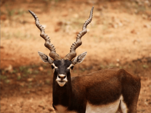 Rollapadu Wildlife Sanctuary – Blackbuck, Birds, Best Time to Visit & Travel Guide