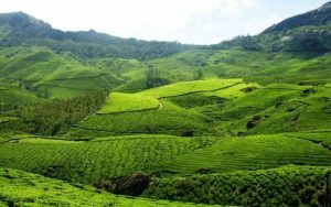Munnar Kerala – Best Places to Visit, Timings & Complete Travel Guide
