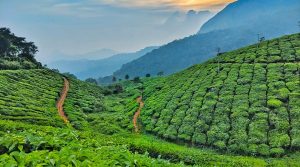 Tea Gardens, Kerala: Rolling Hills and Lush Greenery