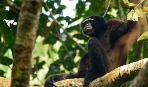 Hoollongapar Gibbon Sanctuary