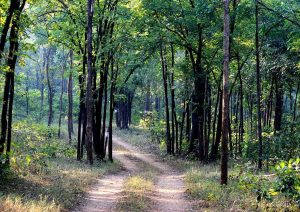 Barnawapara Wildlife Sanctuary