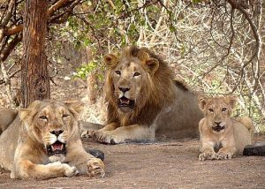 Gir Somnath