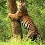 Kanha National Park