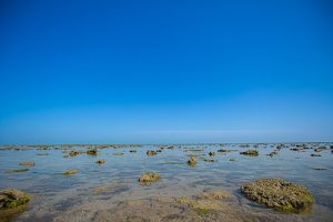 Marine National Park Jamnagar – Coral Reefs, Timings & Visitor Guide
