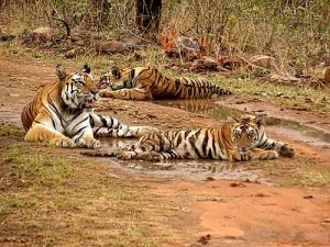 Panna National Park