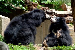 Ratanmahal Sloth Bear Sanctuary