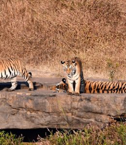 Panna National Park