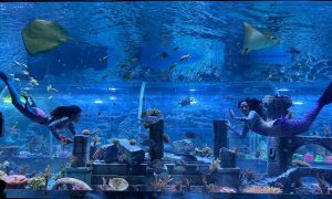 Aquarium Paradise