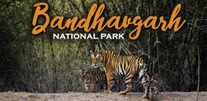 Bandhavgarh National Park