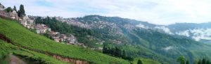 Happy Valley Tea Estate