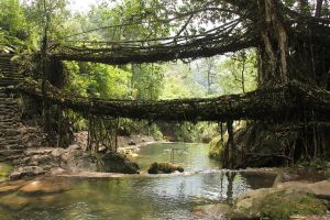 Living Root Bridges Meghalaya – Trek, Best Time to Visit & Travel Guide
