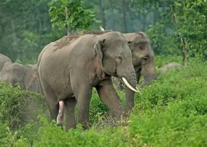 Mahananda Wildlife Sanctuary