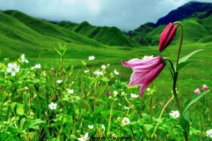 Shirui Kashung Manipur – Trek, Shirui Lily & Travel Guide