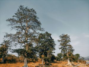 Latehar