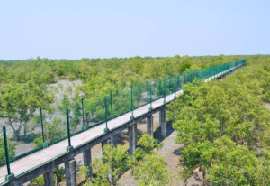 Sudhanyakhali Watch Tower – Safari Timings, Entry Details & Complete Visitor Guide