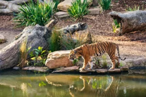 Sundarbans National Park – Complete Visitor Guide
