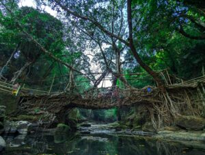 Double Decker Living Root Bridge: Trek Difficulty, Steps, Best Time and Travel Tips