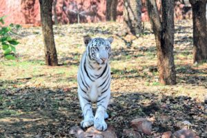 Sri Venkateswara Zoological Park: Read This Before You Go
